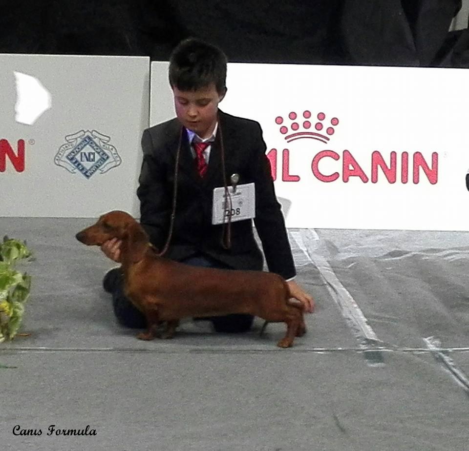 junior handler volterra